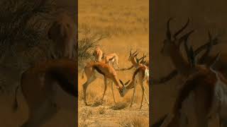 Young Springbok Fight  #naturevibes#springboks #fight