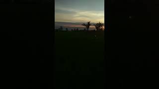 Sunset di sawah. #sunset #sawah #shortvideos