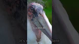 Marabou Stork: The Trevor Phillips of The Wild  #shorts #animals #gta5