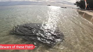 Beware of these dangerous Fish near the shoreline at Mon Choisy! Fun Shore Casting Session Sept 2023