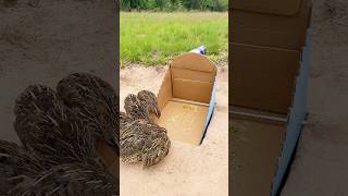 Simple Bird Trap # Quail Trap #shorts