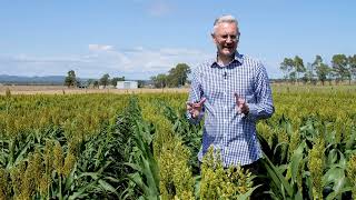 Cracking broadacre croppings genetic secrets