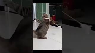 Funny Animal Videos 2022 - Funniest Cute Cats And Dogs Video #cat #shorts #animals #trending #tiktok