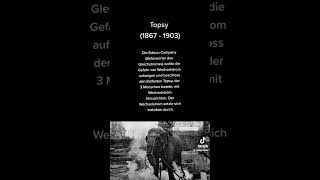 Topsy, der Elefant --- #geschichte #wissen #fakten #dokumentation #usa #technology #tiere