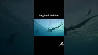 Poggisub in Maldive