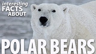 Interesting Facts about Polar Bears