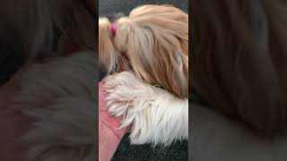 Sherlock - Shih Tzu