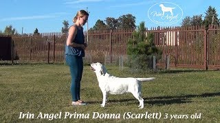 Irin Angel Prima Donna (Scarlett) 3 years old