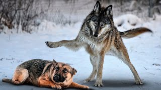 How Strong is A Wolf Compared to Dogs