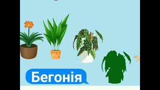 Дидактична гра "Впізнай за тінню"(кімнатні рослини)