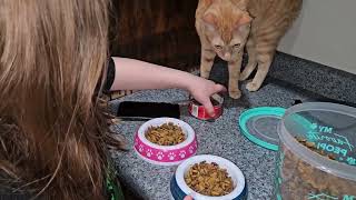 How to feed your cat!