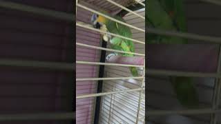 My cute Parrots #amazonparrot #petslover #parrotlovers