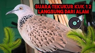 Suara Tekukur Gacor Kuk 1 2 Langsung Dari Laman.. Suara Jernih Dan Cocok Untuk Pikatan