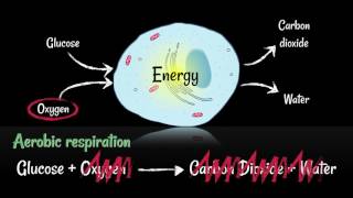 Respiration: Aerobic vs Anaerobic