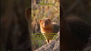 Adorable Dwarf Mongooses: Social Behavior & Conservation