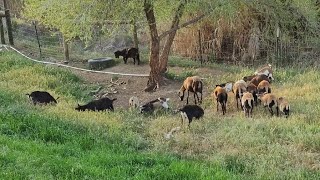 American Blackbelly Sheep and Nigerian Dwarf Goats Grazing