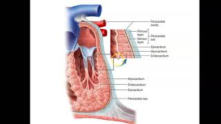 Bio4_Module11_Ch20_Heart part 3