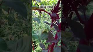 Amaranth as a Squash Trellis- Beautiful and Functional