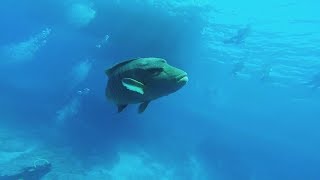 Beautiful Napoleon at Small Giftun, Hurghada Egypt TauchganDive Red Sea хургада 2018 SCUBA DIVING