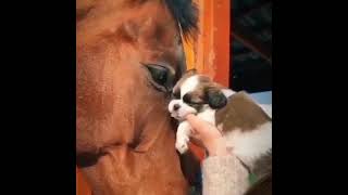 Dog loves horse friend