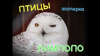 ПТИЦЫ зоопарка "ЛИМПОПО" Нижний Новгород