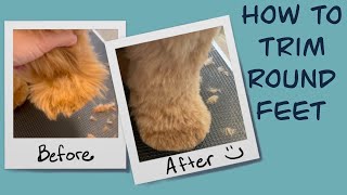 How to Trim a Round Foot | Mabel The Whoodle | At Home Dog Grooming