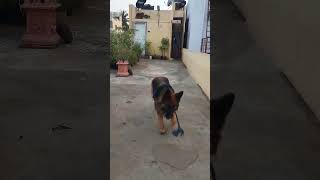 #shortvideo #shorts #dogowner #doglover #dogsrule