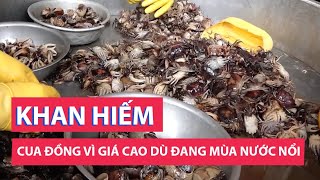 Mùa nước nổi nhưng cua đồng giá cao vì khan hiếm