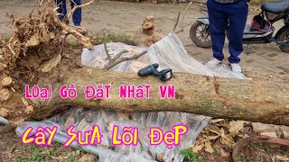 Đây Là Cây Sưa Có Chất Màu Lõi Khá Đẹp Và Khá Đạt Lõi Chỉ 5cm Tới Lõi