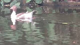 ducks in pond of Alipore Zoological garden. Kolkata. Palette de lune