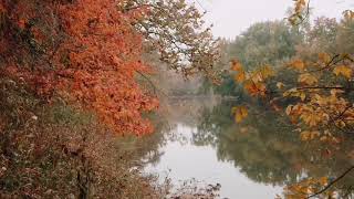 Nature, birds, a quiet river in the forest. Video for relaxation. 1 hour