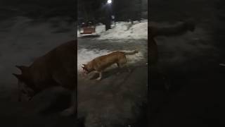 Батяня Собак в поисках крова🐶 #собака #dog #dogs