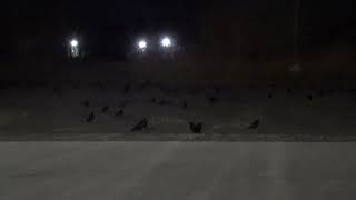 Ravens roosting at night,