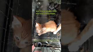 Inundated with rescued kittens and cats - 4 adults and 8 kittens in one day