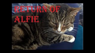 Alfie The Cat Return