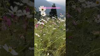 #trending #youtubeshorts #mountains #mountain #flowers #india #northbengal #travel #explore #viral