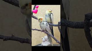 #Cockatiel #funnyparrot #cockatiel #cockatiellover #funnyparrot #FemileCockatiels