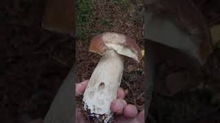 Mushroom Hunting #shorts - Cep | Penny bun | Boletus edulis | King bolete | Porcino | Funghi Porcini