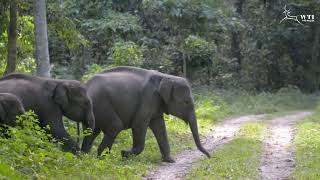 Respite in Elephant Country - A story of coexistence from Manas