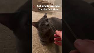 Cat smells French lavender for the first time #catsrule #animallover #catlife #cutecat #catlady