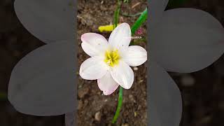 Plum Rainlily..