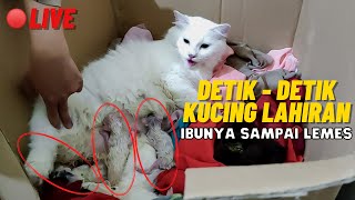 🔴LIVE, DETIK-DETIK KUCING LAHIRAN |  CAT GIVING BIRTH NO EDIT 🚫🚫🚫