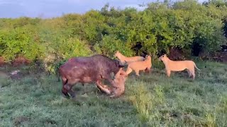 Buffalo bull gets taken down by the topi pride