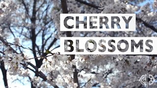 Cherry Blossoms