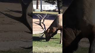 Big Bull Elk in Estes Park Colorado