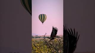 "Epic Hot Air Balloon African Safari: A Mesmerizing Journey above the Majestic Wildlife!"