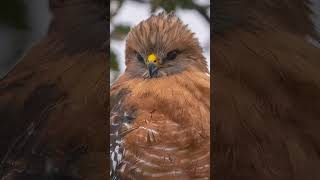 Rainy Day Hawk