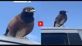 Girls Come Across A Bird That Landed On Their Car And It Started Talking!