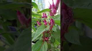 Cockscomb Celosia Flower #cockscomb #celosias #flowers#shorts #celosia