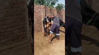 goldy dairy farm Punjab ਗੋਲਡੀ ਡੇਅਰੀ ਫਾਰਮ hf cow #hfcow